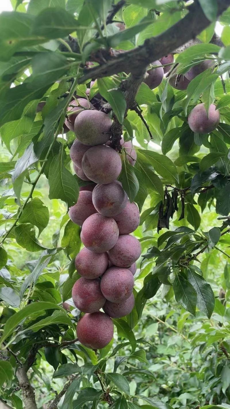 芙蓉李油奈大量采摘大量收了！