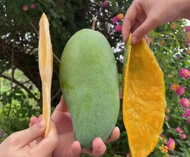 一位消费者正在超市挑选颜色鲜亮、表皮光滑的芒果 选购新鲜芒果