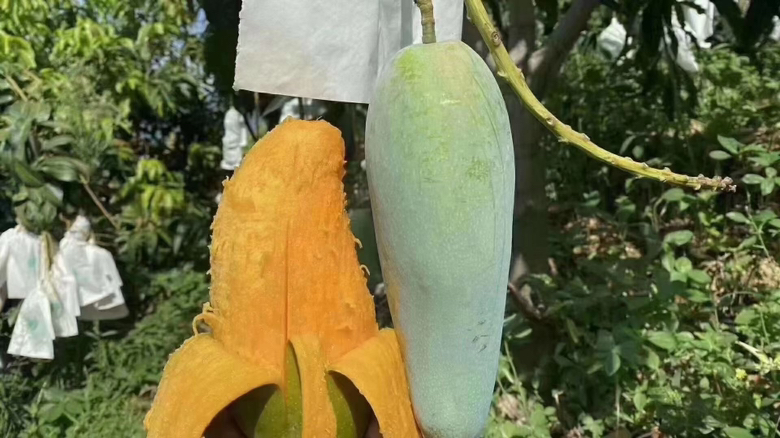 家庭芒果催熟操作步骤图解