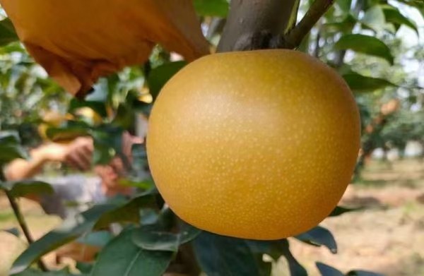 白梨成熟季节图表