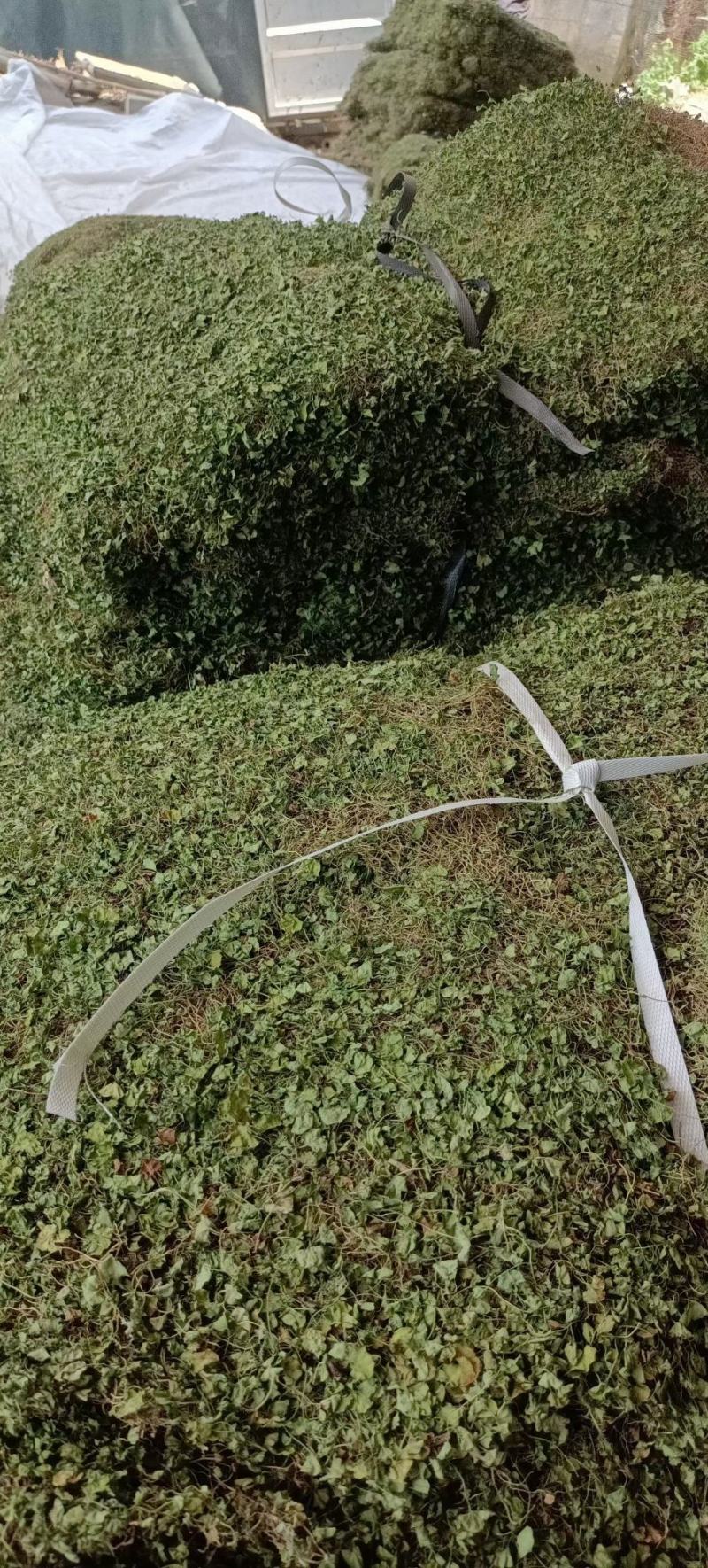 积雪草水洗干货