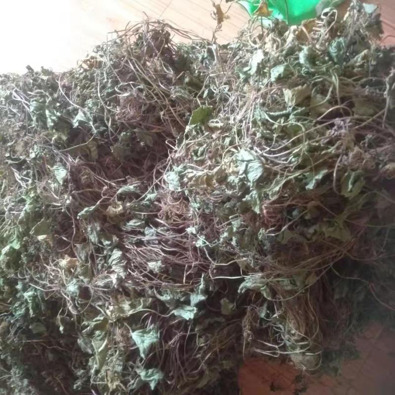 积雪草水洗干货