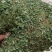 积雪草水洗干货