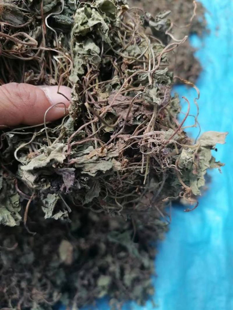 小叶青天葵水洗