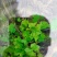 小叶青天葵水洗