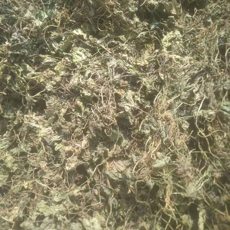 小叶青天葵水洗