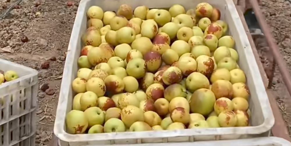 在某大型农博会的展台上,身着统一制服的党鲜枣工作人员正在向观众展示不同品类的鲜枣产品,包括鲜果礼盒、冻干货、枣汁饮料等,展台中央立有‘党鲜枣——甜蜜事业,红色力量’的主题标语 党鲜枣品牌展销会现场,工作人员向参观者介绍产品并提供试吃