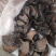 扶阳四川生附个片黑顺片制片中药材炮附片生附个