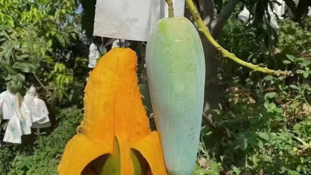 黄了的芒果展示