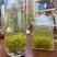 湘西永顺张家界原生态紫莓茶藤茶，恩施藤茶，富硒藤茶