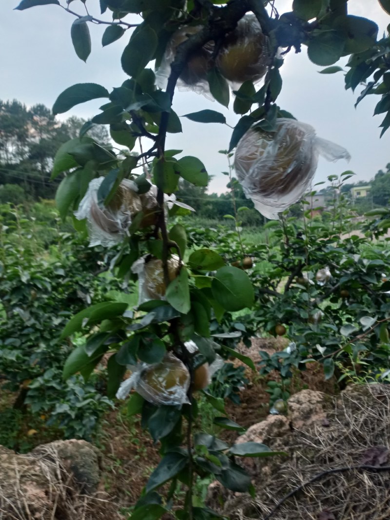 夏氏黄花梨皮薄细嫩，吃起化渣，超甜