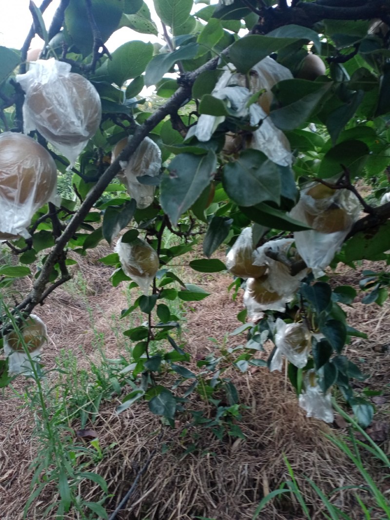 夏氏黄花梨皮薄细嫩，吃起化渣，超甜