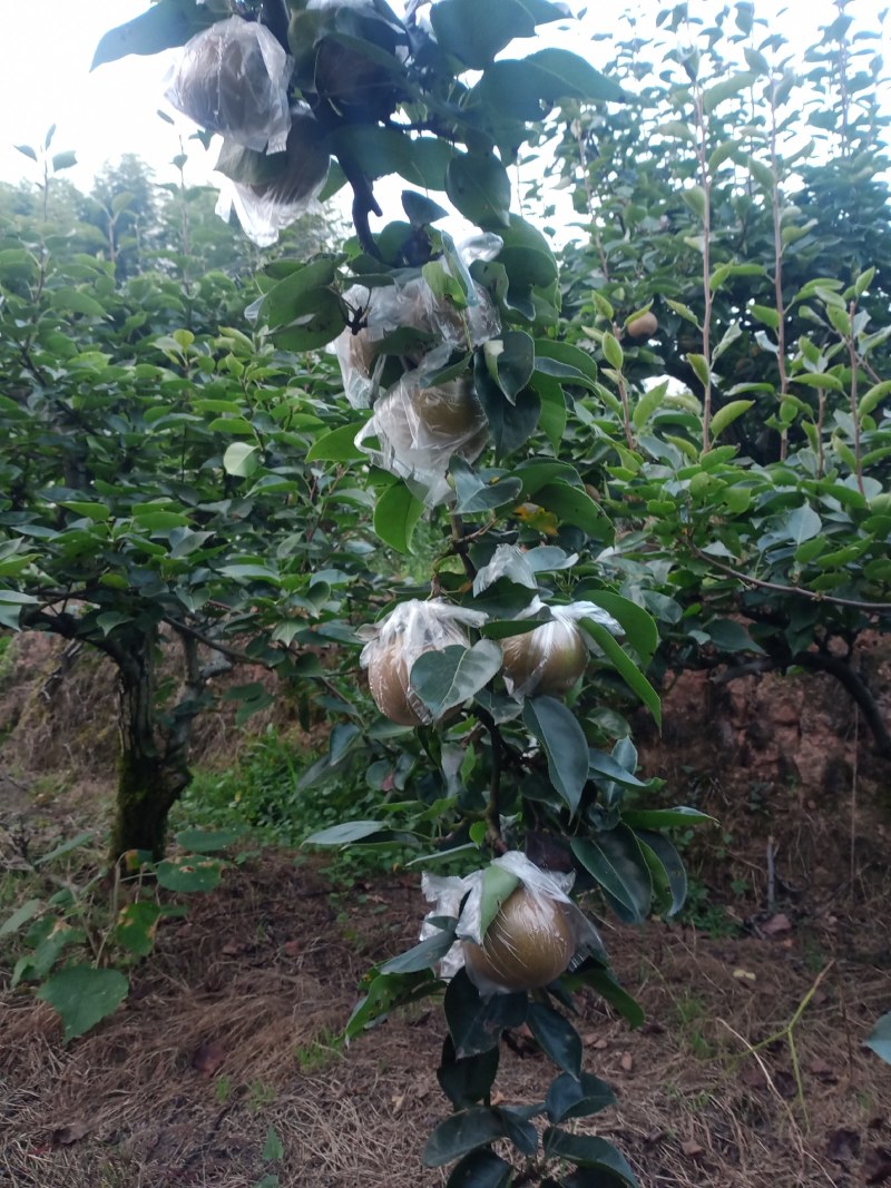 夏氏黄花梨皮薄细嫩，吃起化渣，超甜