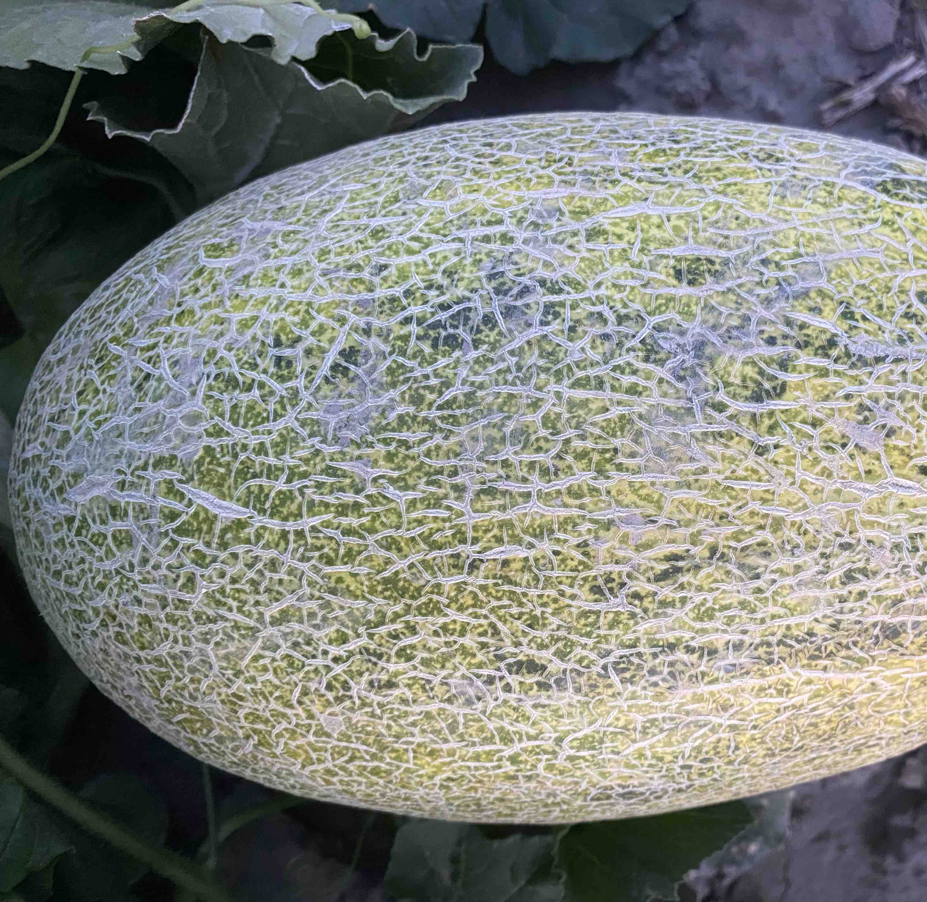 伽师瓜切面特写