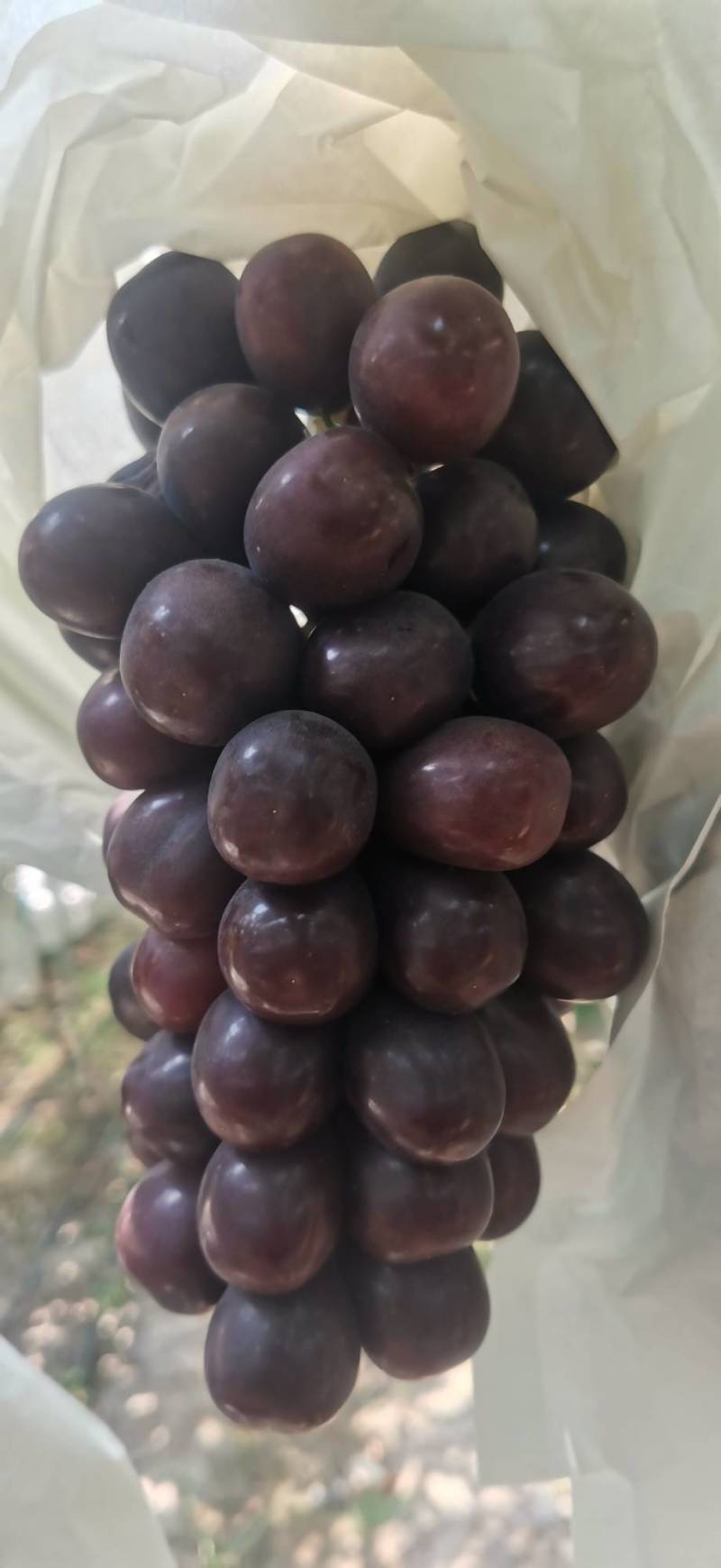 黑阳光玫瑰，晴王