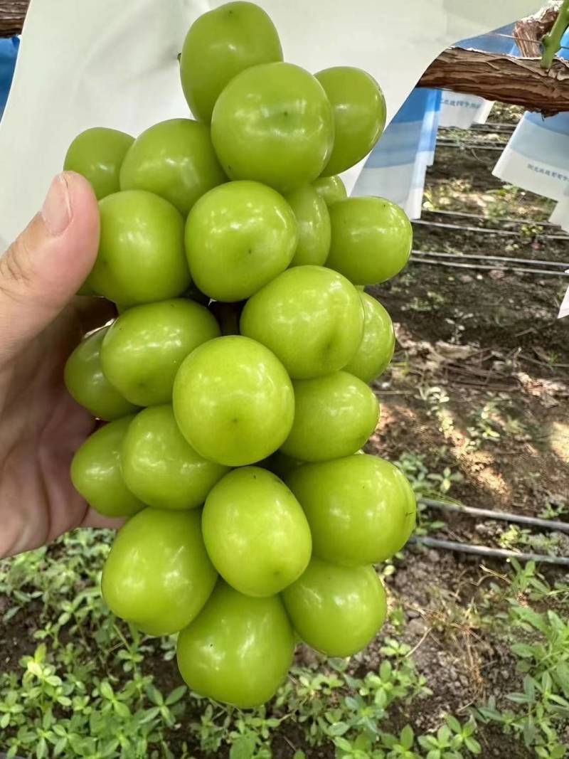 黑阳光玫瑰，晴王