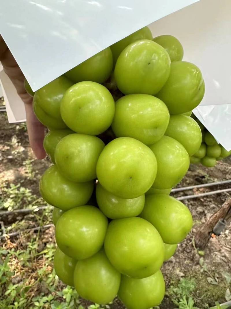 黑阳光玫瑰，晴王