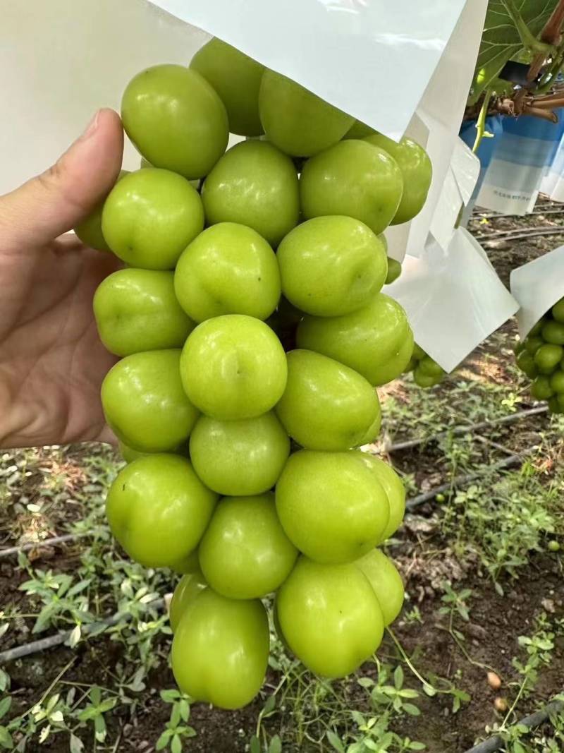 黑阳光玫瑰，晴王