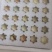 德系芦丁鸡