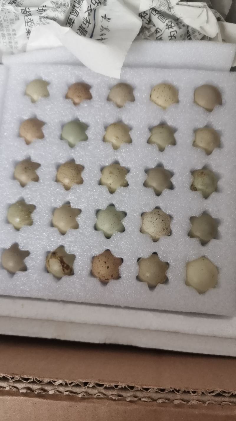德系芦丁鸡