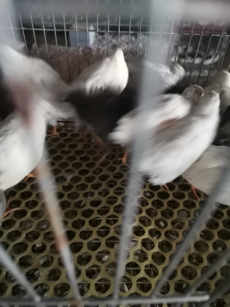 德系芦丁鸡