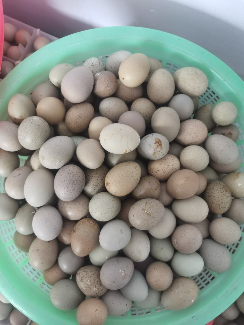 德系芦丁鸡