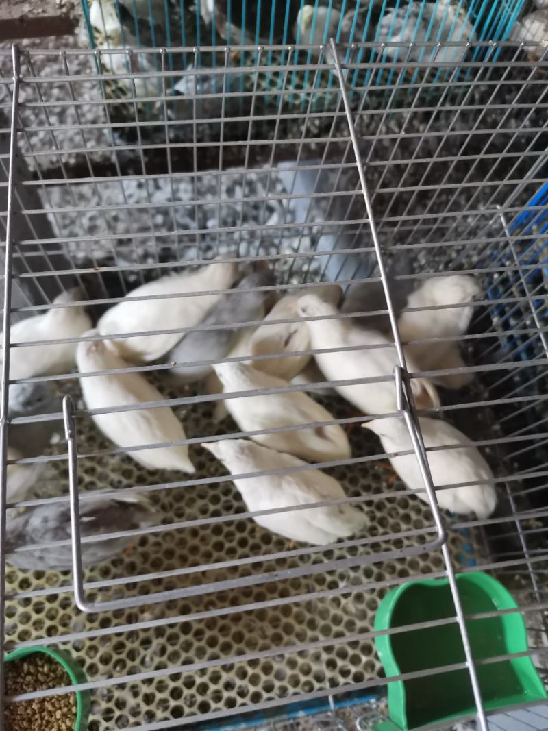 德系芦丁鸡
