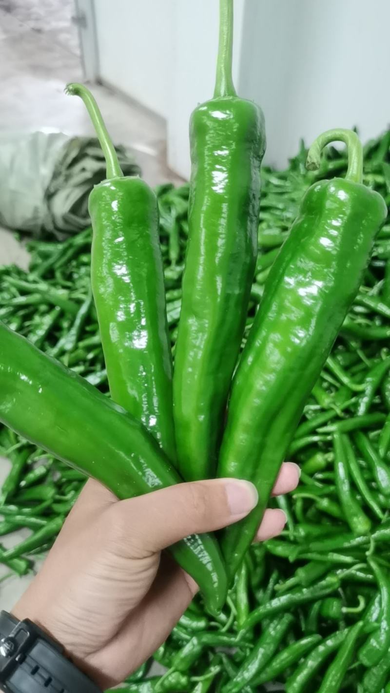 贵州辣椒，