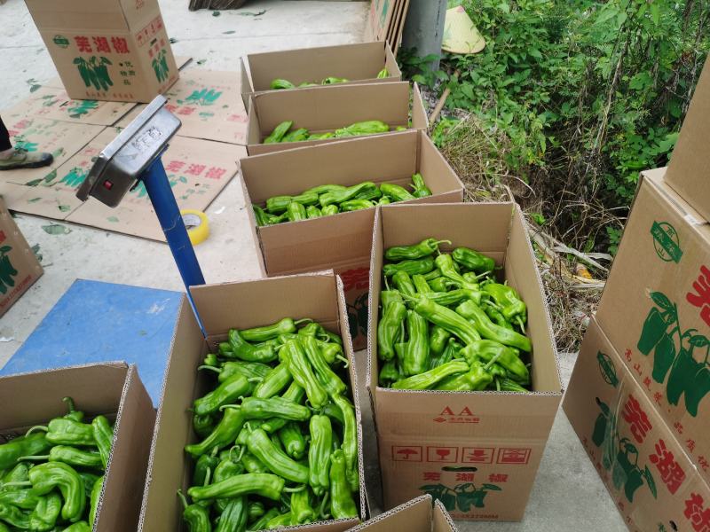 贵州辣椒，