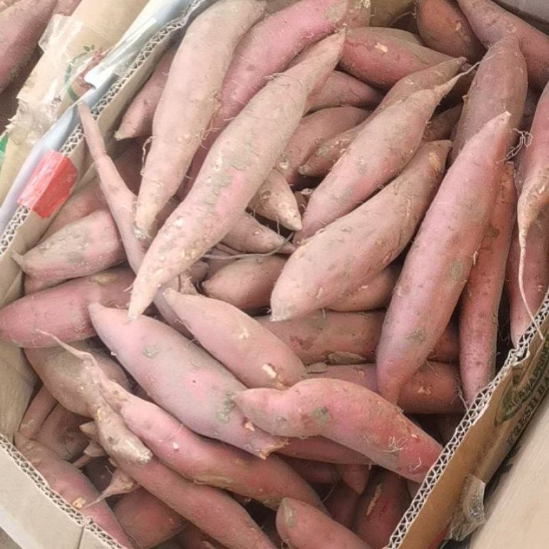 精品龙九小薯五斤装产地直发保质保量，支持各种规格包装