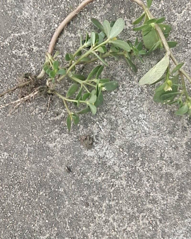 马齿节
