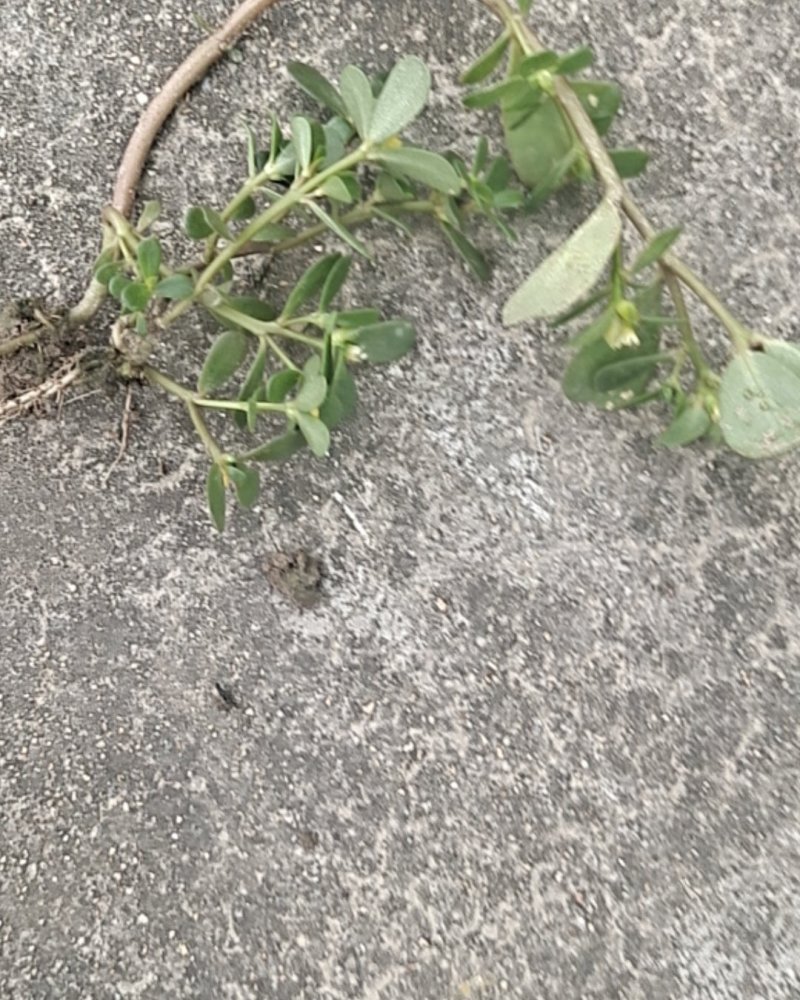 马齿节
