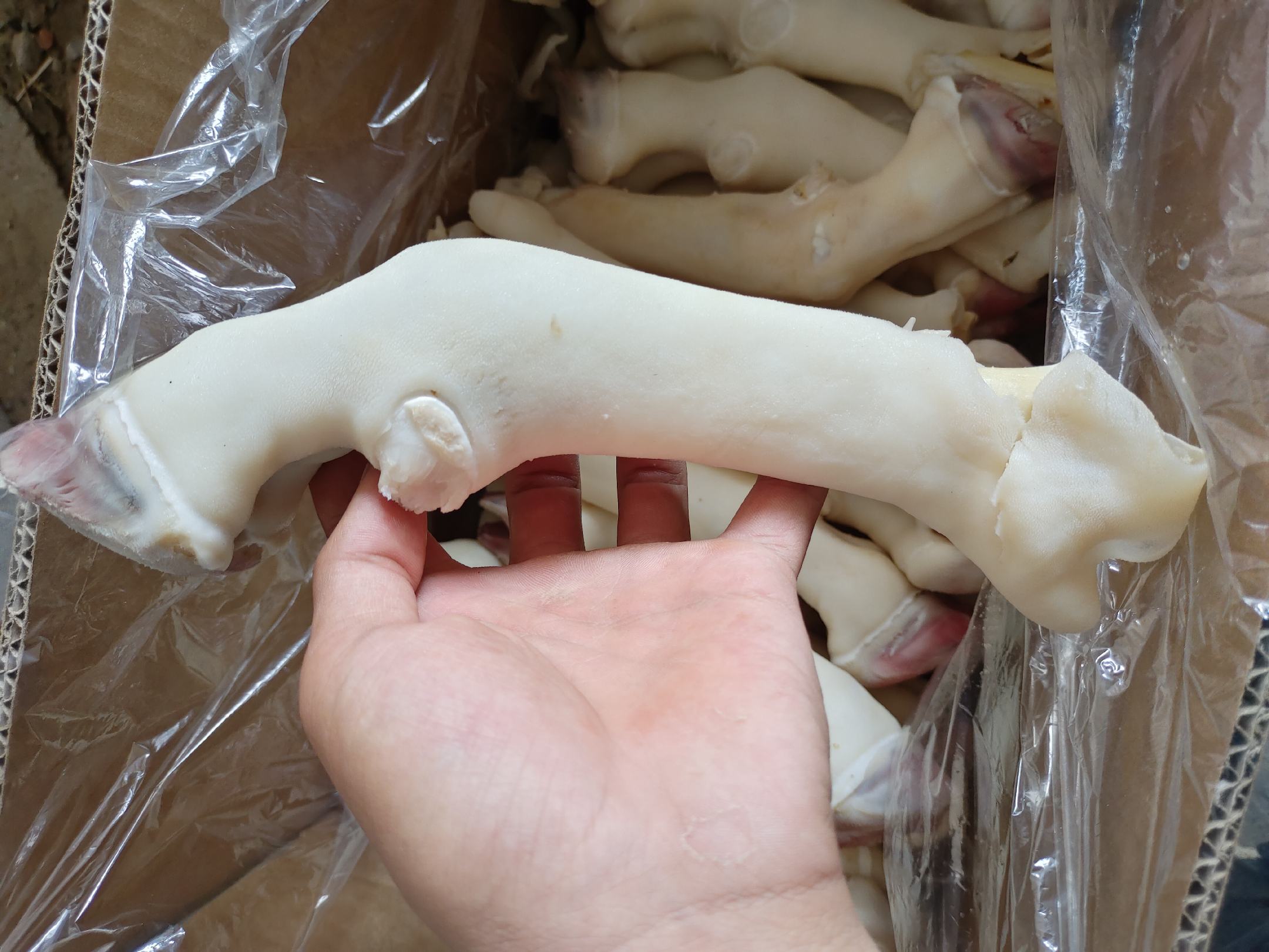 羊驼标准化修蹄操作现场