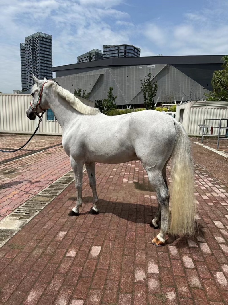 矮马景区观赏婚庆儿童教学舍特兰矮马德保矮马可拉马车