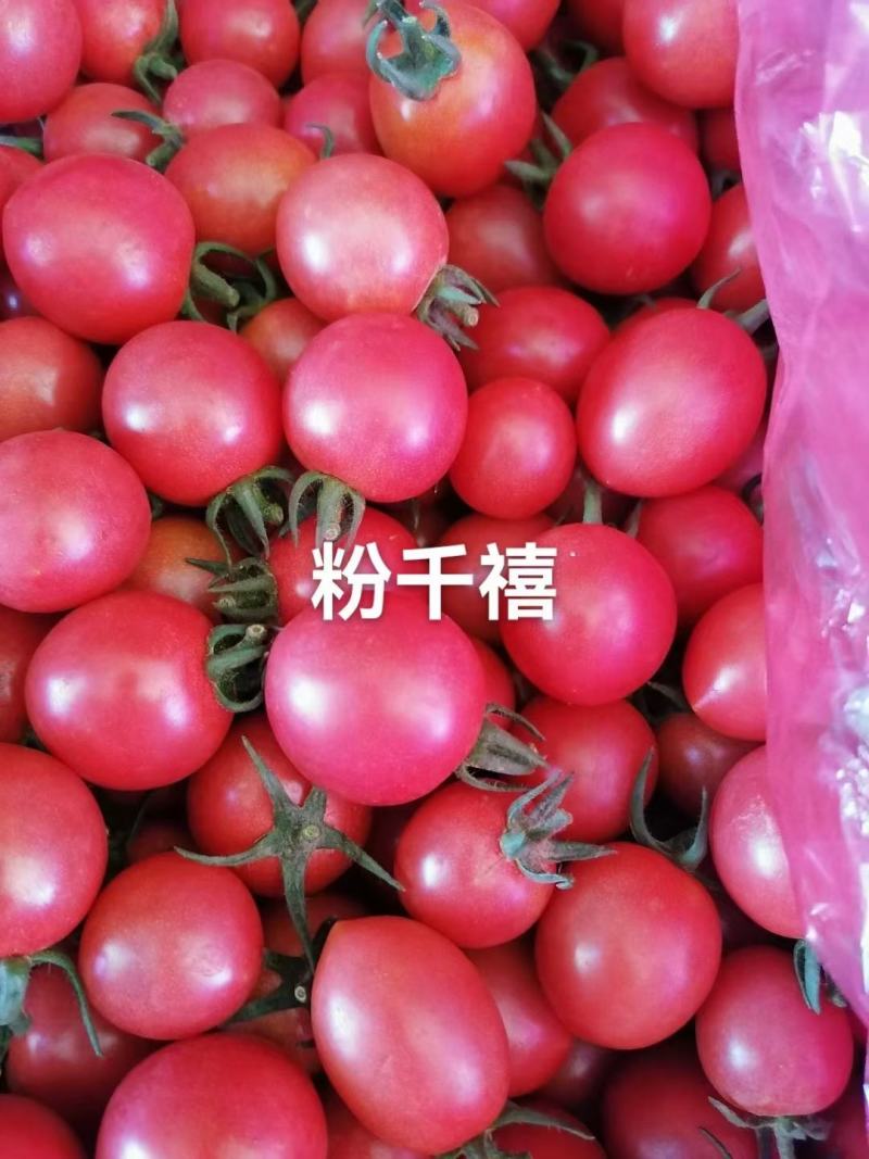 澄城万亩圣女果大量上市