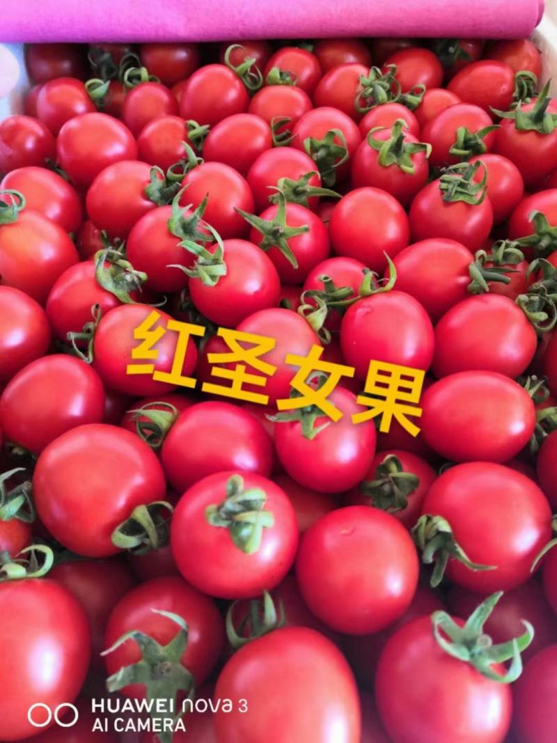 澄城万亩圣女果大量上市