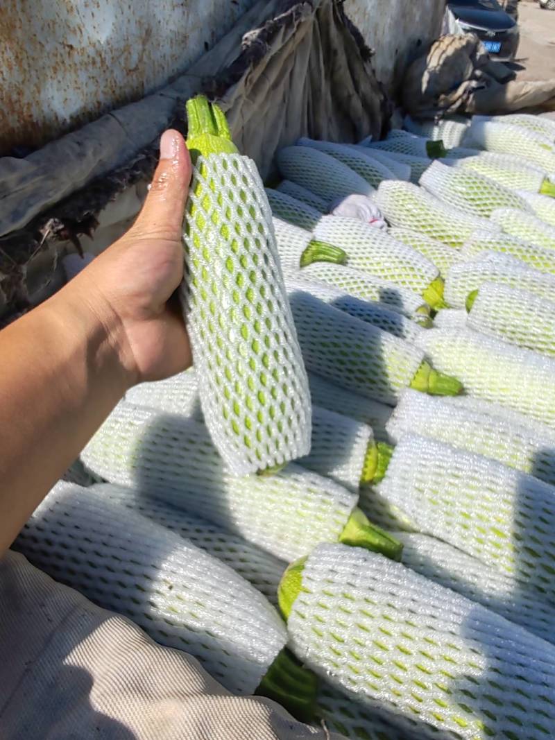 张北精品西葫芦，质量好颜色绿，商超品质，致电优惠！