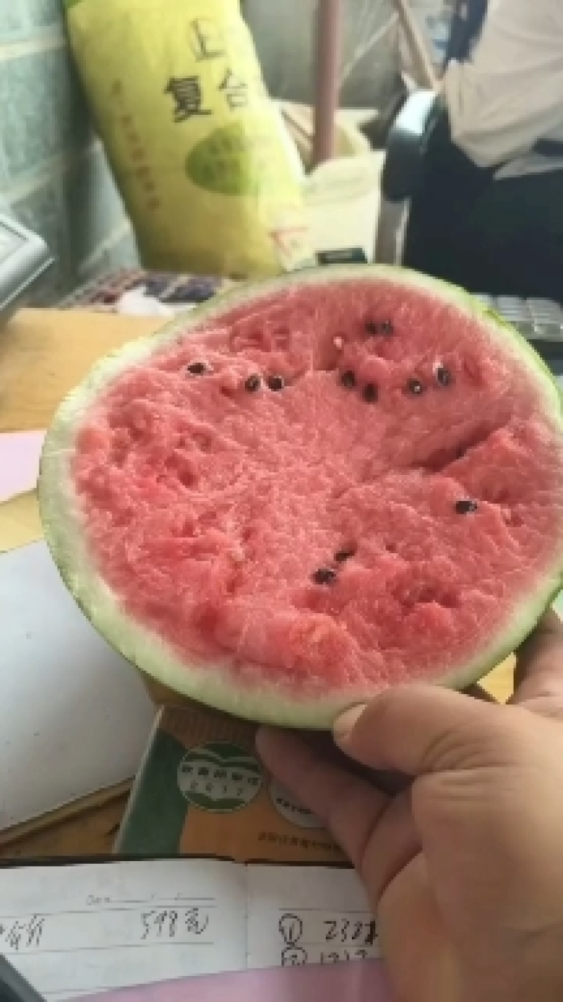 精品麒麟美都西瓜，无子西瓜，大棚精品西瓜，8424质量好