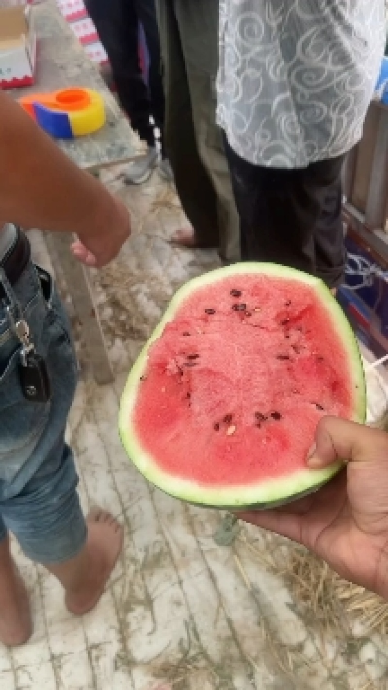 精品麒麟美都西瓜，无子西瓜，大棚精品西瓜，8424质量好