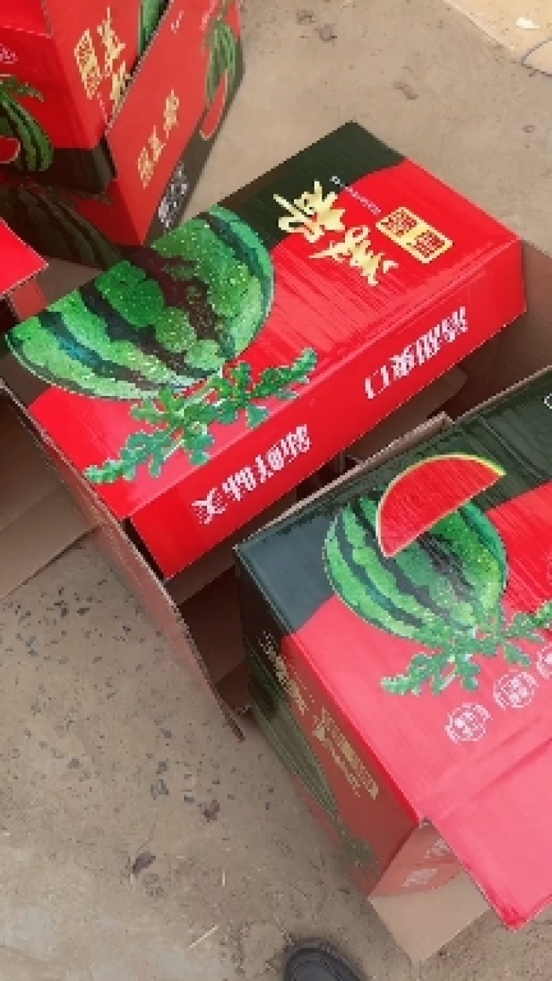 精品麒麟美都西瓜，无子西瓜，大棚精品西瓜，8424质量好