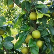 翠冠梨