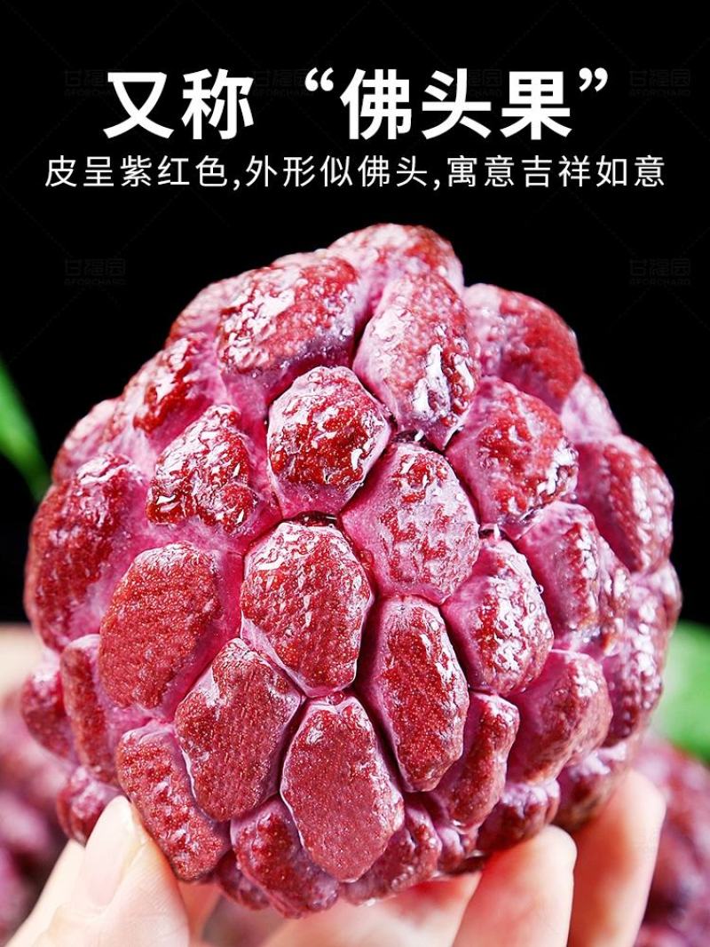玫瑰红释迦果/5斤新鲜释迦/番荔枝/佛头牟尼果/玫瑰释迦