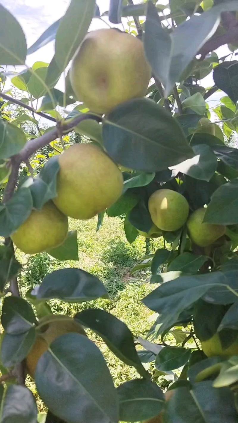 翠冠梨