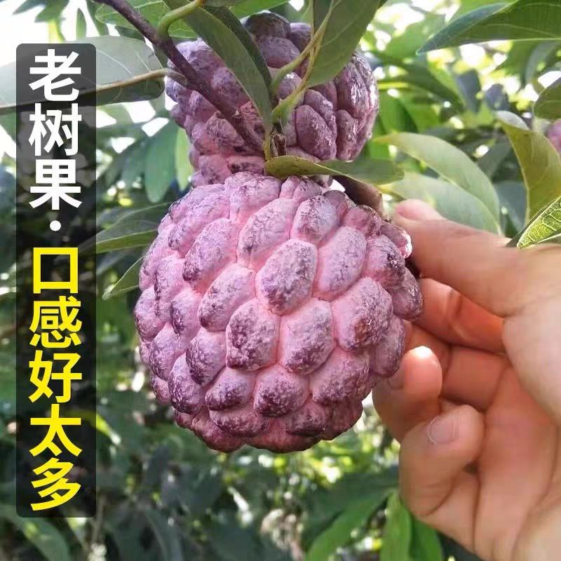 玫瑰红释迦果/5斤新鲜释迦/番荔枝/佛头牟尼果/玫瑰释迦