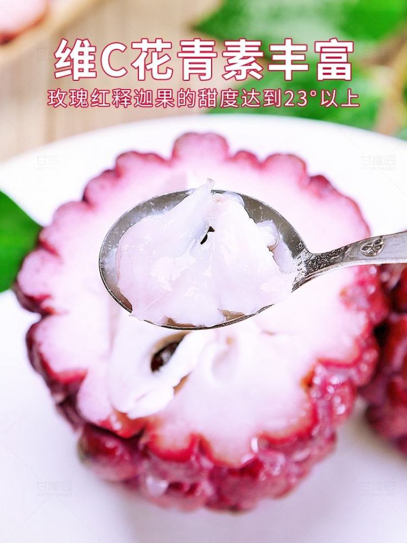 玫瑰红释迦果/5斤新鲜释迦/番荔枝/佛头牟尼果/玫瑰释迦