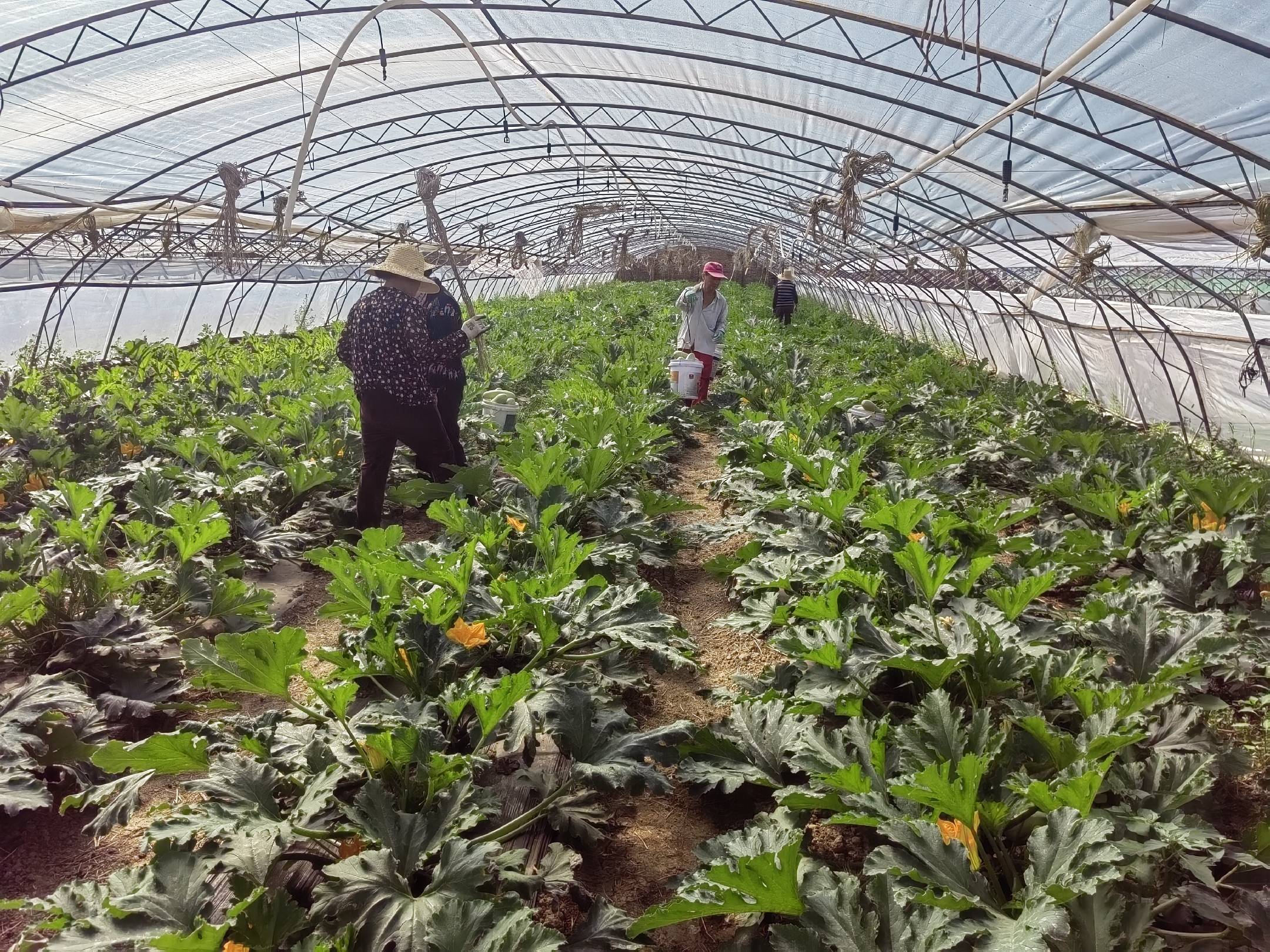 图片说明:一位技术人员正在对温室内的西葫芦进行落蔓操作,左手扶住植株主茎,右手解开吊绳卡扣,缓慢将植株下放约30厘米,同时另一名工人清理底部的老叶和残花,地面整洁无杂物,温室内光照充足,空气流通良好。 西葫芦落蔓管理操作示意图