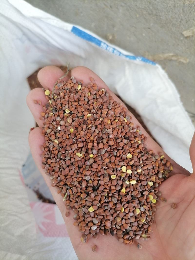 白菜籽莱菔子萝卜籽可用于芽苗菜入药用下脚料