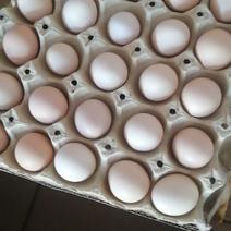 河南土鸡蛋自家养殖新鲜保质全国可发货欢迎老板来电