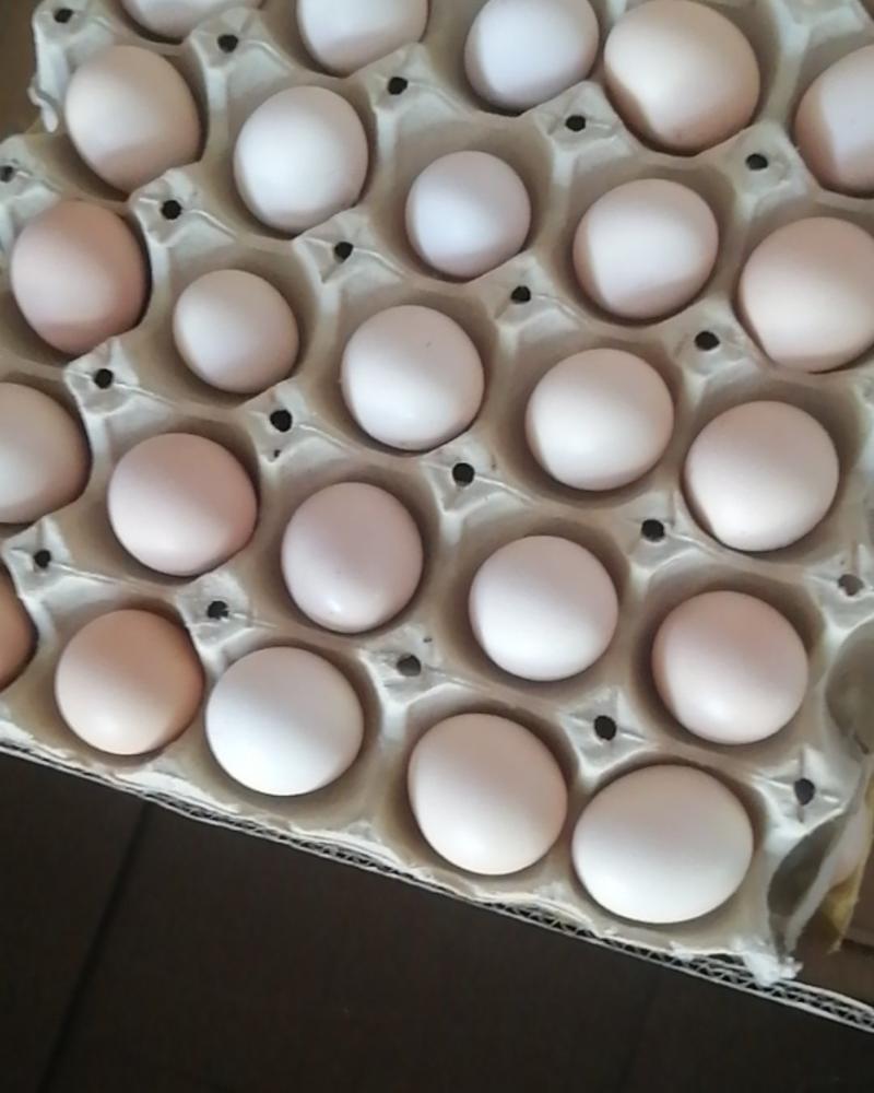 河南土鸡蛋自家养殖新鲜保质全国可发货欢迎老板来电