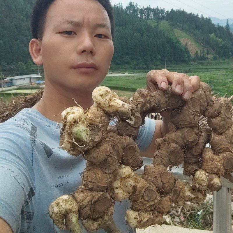 野生黄精，甜黄精，姜形黄精产地直发货源充足，有需要联系。